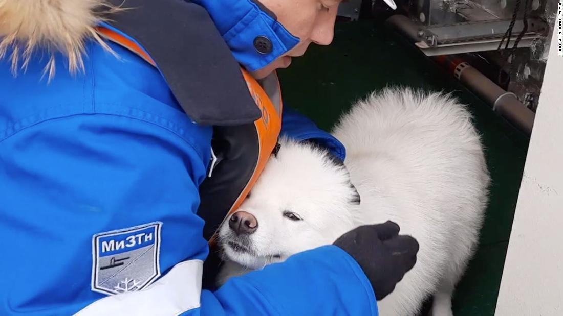 Cnn Co Jp 犬が北極圏の氷原で１週間以上迷子に 砕氷船が無事保護 ロシア