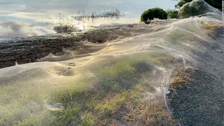 豪州ビクトリア州ギップスランドの湿地帯近郊にできたクモの巣＝１４日/Carolyn Crossley via Reuters