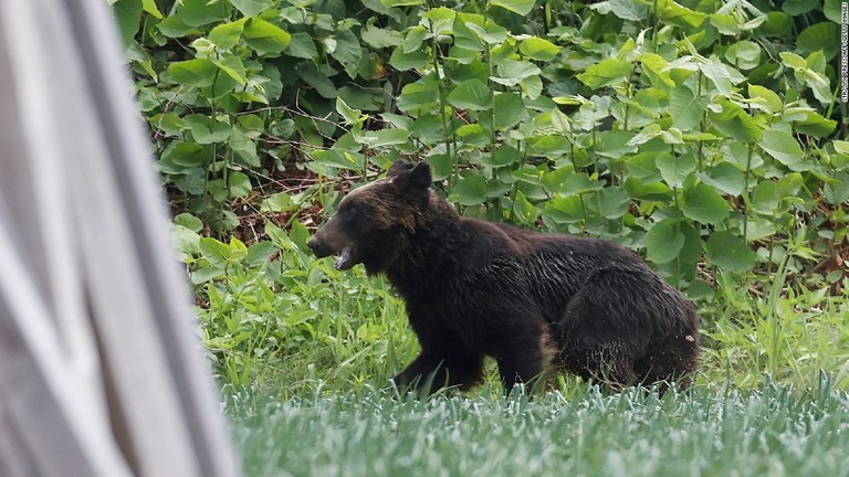 札幌市の住宅街にヒグマが現れ、４人を襲って負傷させた後駆除された/STR/Jiji Press/AFP/Getty Images