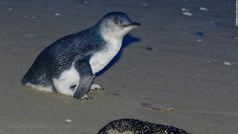 タスマニアデビル繁殖させた島でペンギン壊滅 保護活動の代償 オーストラリア 2 2 Cnn Co Jp