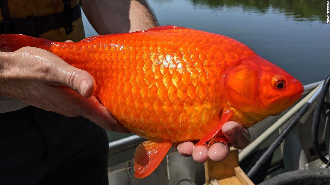 Cnn Co Jp 巨大化した金魚の群れが湖に 体長３８センチの個体も 米ミネソタ州 1 2