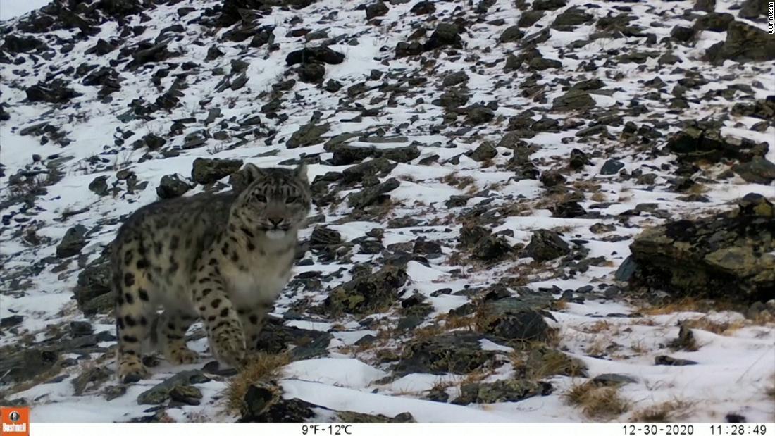 Cnn Co Jp 珍しい野生のユキヒョウ撮影に成功 カザフ東部で１７年以降初