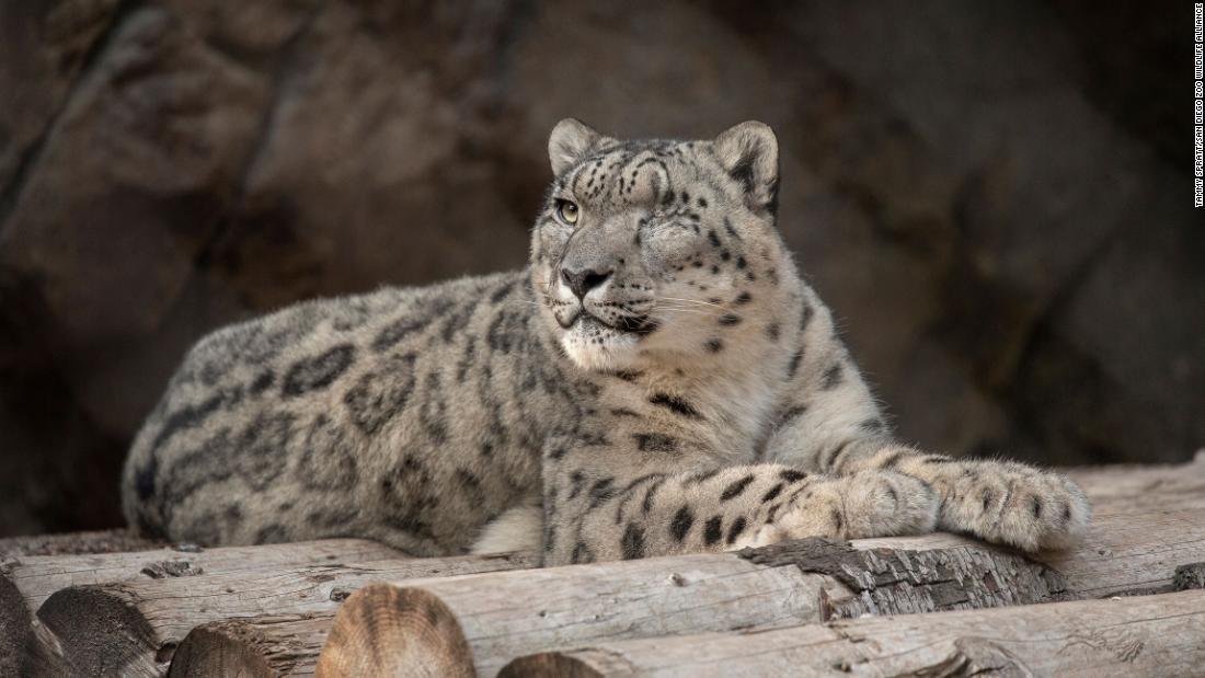 Cnn Co Jp 希少動物のユキヒョウ 新型コロナ陽性 米サンディエゴ動物園