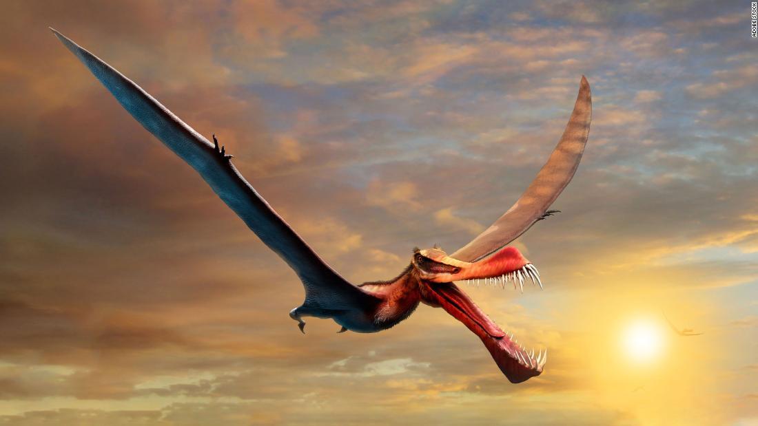 まさにドラゴン 空飛ぶ爬虫類の化石発見 オーストラリア最大 1 2 Cnn Co Jp