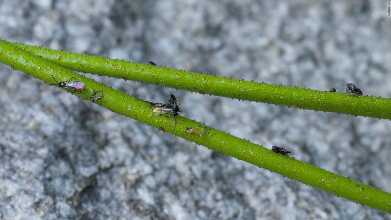 花茎から生えた粘り気のある腺毛で昆虫を捕らえる様子/Qianshi Lin