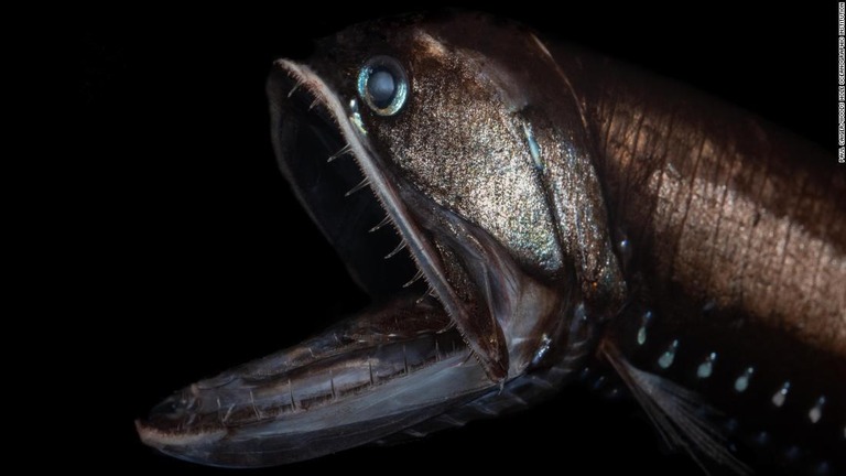 口を大きく開けたヨコエソの頭部/Paul Caiger/Woods Hole Oceanographic Institution