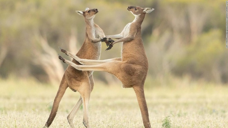 戦う２頭のカンガルー＝豪西オーストラリア州パース/Lea Scaddan/Comedy Wildlife Photography Awards 2021