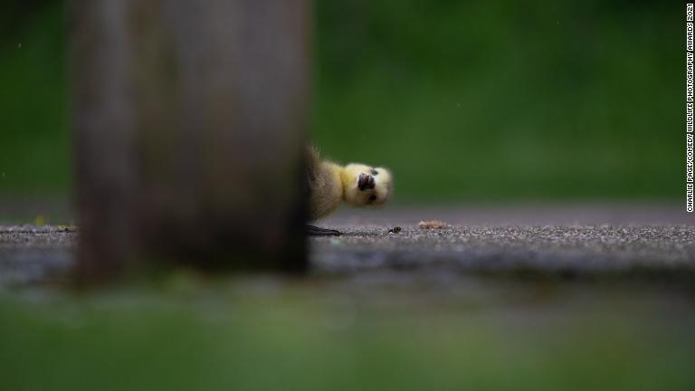 ベンチの脚の後ろから顔をのぞかせるガチョウの子＝英ロンドン/Charlie Page/Comedy Wildlife Photography Awards 2021