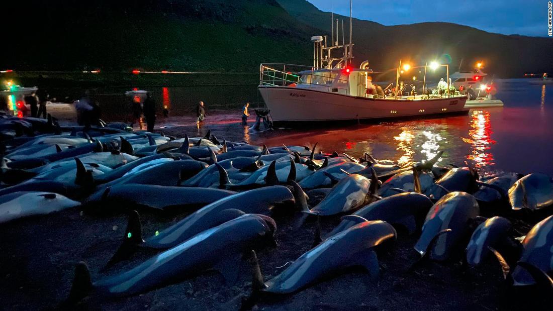 イルカ１４００頭超 一晩の漁で殺される フェロー諸島 Cnn Co Jp