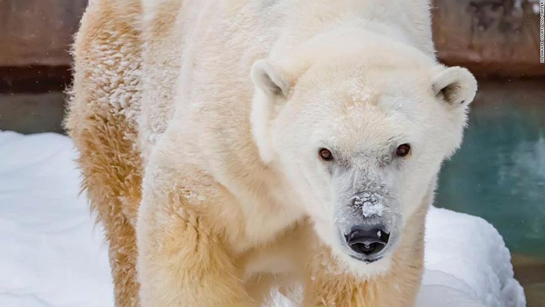 北米で飼育されている最高齢のホッキョクグマが死ぬ 米動物園 Cnn Co Jp