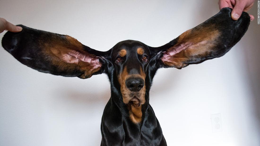 最も耳が長い犬 のギネス記録更新 左右３４センチ 米オレゴン州 Cnn Co Jp