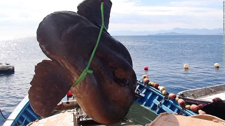 沖合で身動きがとれない巨大ウシマンボウを発見/Estacion De Bioligia Marina Del Estrecho De La Universidad De Sevila (Cueta)/Reuters