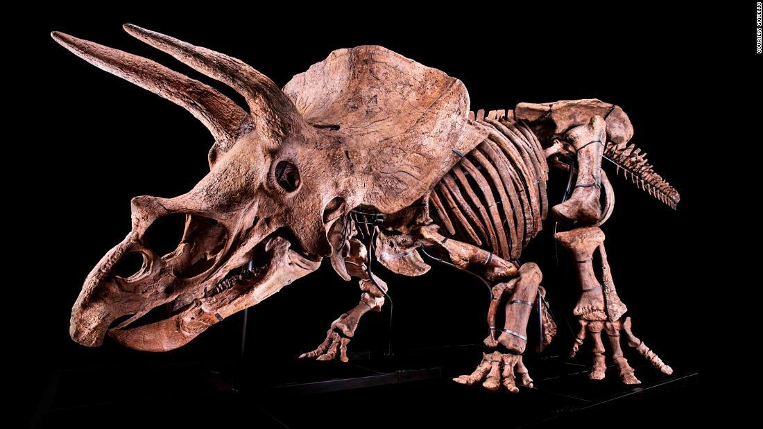 恐竜　骨格　化石　標本　トリケラトプス　前歯