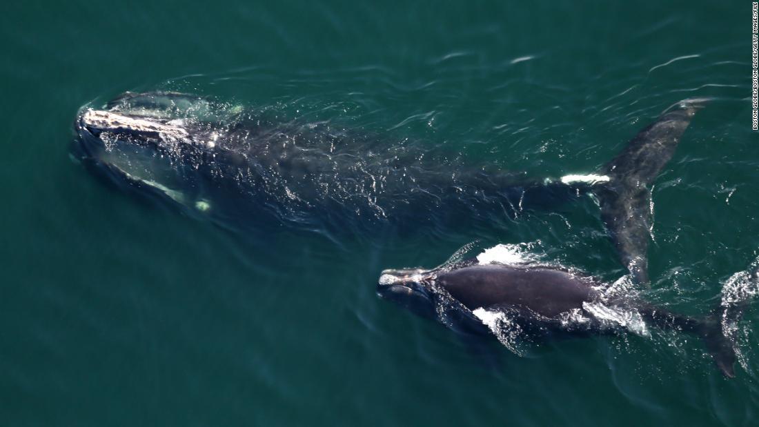 Cnn Co Jp 絶滅危惧種タイセイヨウセミクジラ 過去２０年近くで最少の個体数に