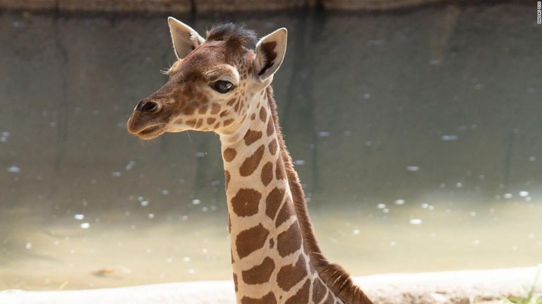 生後３カ月のマレカニは先月３日に死んだ/Dallas Zoo