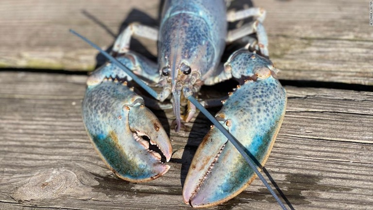 カラフルな綿あめのような色をした珍しいロブスターが捕獲された/Get Maine Lobster