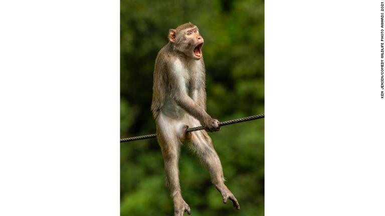 Cnn Co Jp サルが苦悶の表情 コメディー野生動物写真賞 の大賞発表