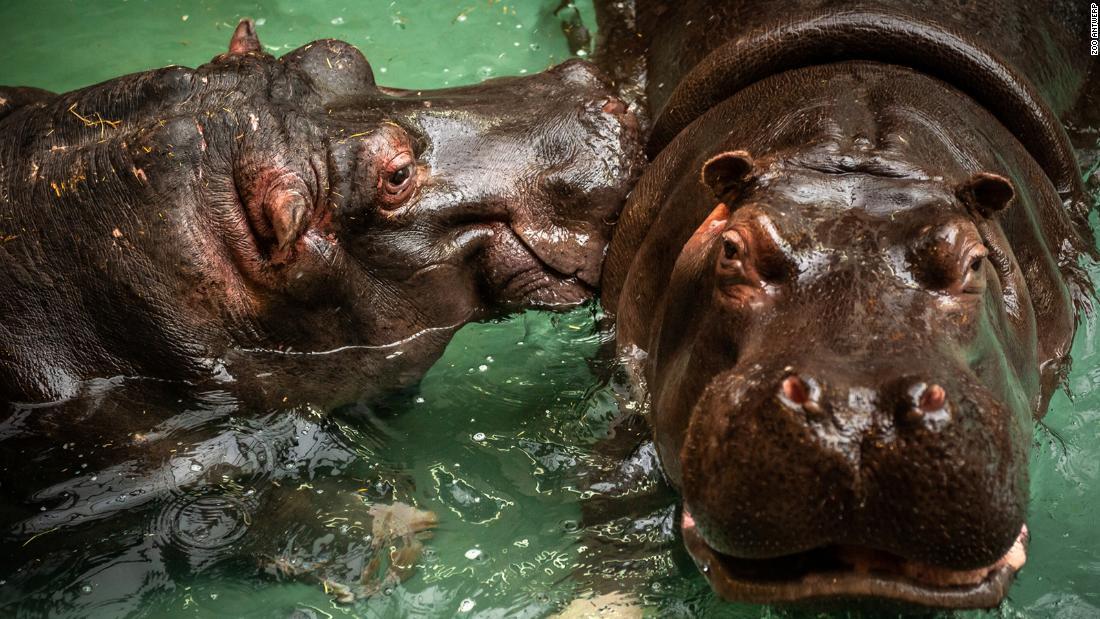 Cnn Co Jp 動物園のカバ２頭が新型コロナ陽性 鼻水の症状 ベルギー