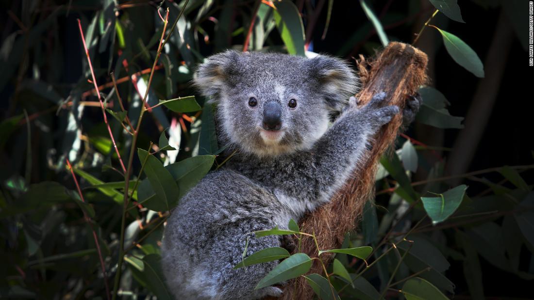 オーストラリア、コアラ保護に４年で４０億円支出 過去最大規模 - CNN ...