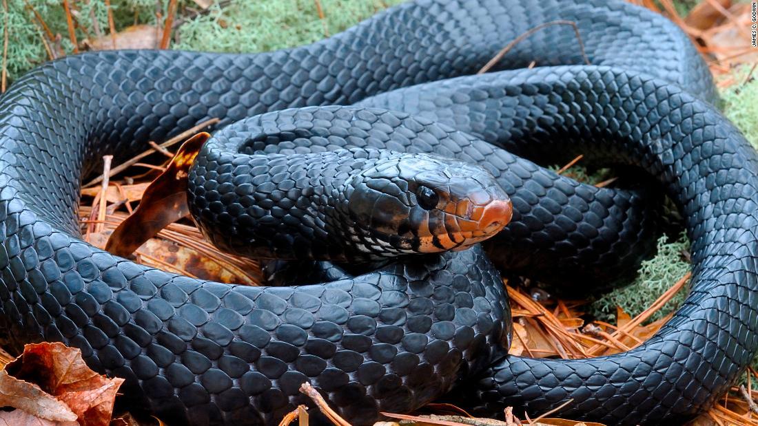 珍しいヘビが見つかる、６０年で２度目 米アラバマ州 - CNN.co.jp