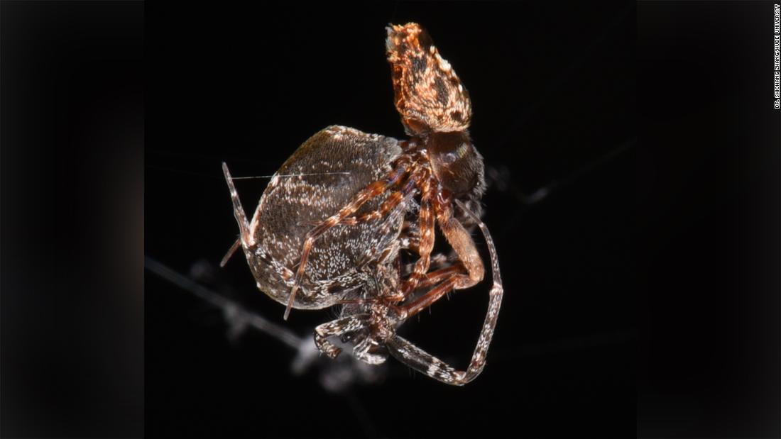 交尾したら超速で跳ね飛んで逃げるオスのクモ、メスに食べられる難逃れ