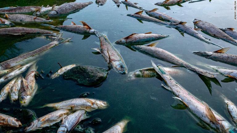 これらの死んだ魚は、西ケープ州の乾燥地帯にあるグーリッツ川で撮影された。シェルトン氏によると、死因は過剰な取水と有害な藻類の発生だという/Jeremy Shelton