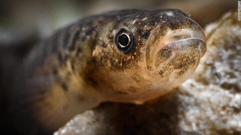 淡水魚に注目することへの重要性はますます高まっている。写真は南アフリカの西ケープ州にあるソンデレンド川で撮影されたケープ・ギャラクシアス/Jeremy Shelton