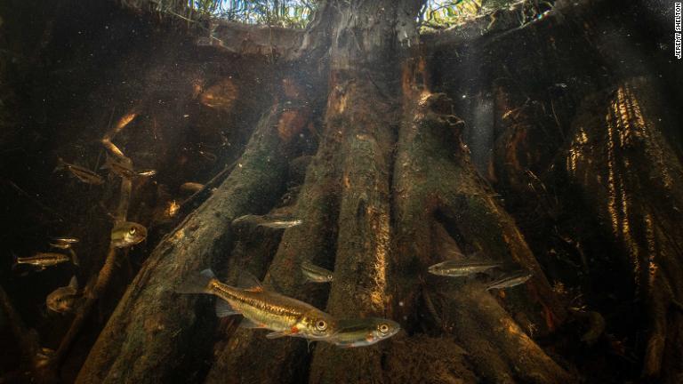 淡水魚は南アフリカで最も脅威にさらされている種群でもある。写真は、ロンデガット川で泳ぐレッド・ミノウ/Jeremy Shelton