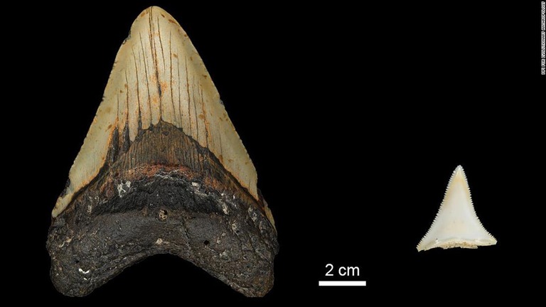 化石 サメの歯 [MG211] メガロドン-