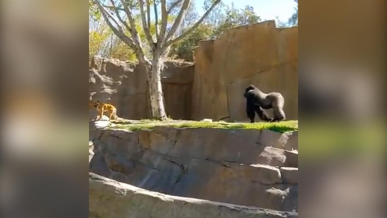 米カリフォルニア州サンディエゴ動物園のサファリパークでゴリラの囲いにジャーマンシェパードが迷い込んだ