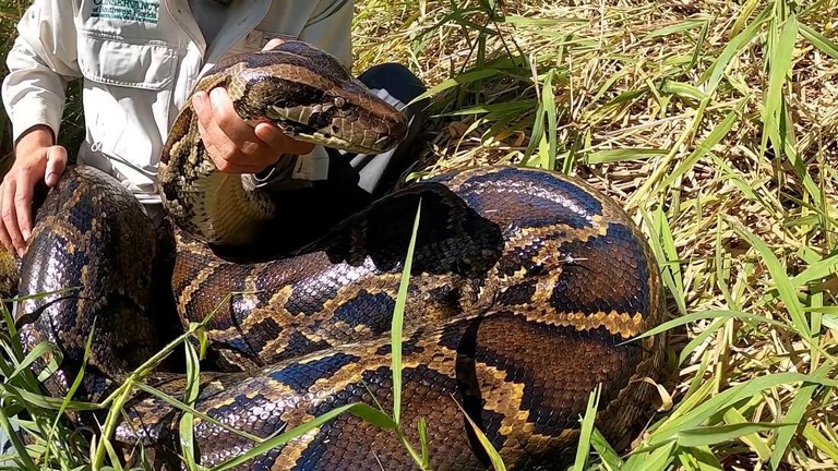 米フロリダ州で過去最大となるニシキヘビが捕獲された/Conservancy of Southwest Florida