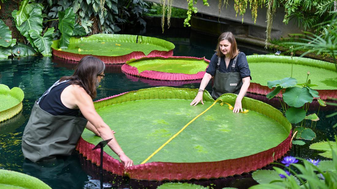 世界最大種の巨大スイレン、実は新種だった 英植物園に１７７年前から