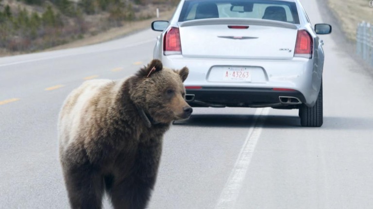 動物たちが歩道橋や道路下のトンネルを使って安全に移動できるようにする「横断歩道」の設置がカナダで進められている/CNN