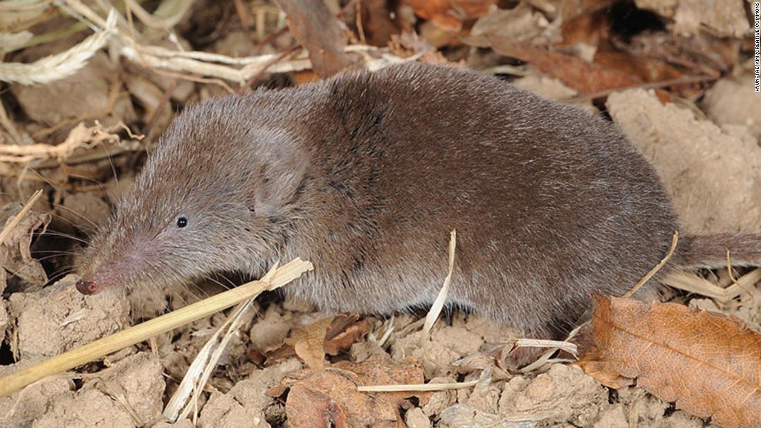 中国で「狼牙ヘニパウイルス」発見、未知の動物由来感染症の「氷山の 