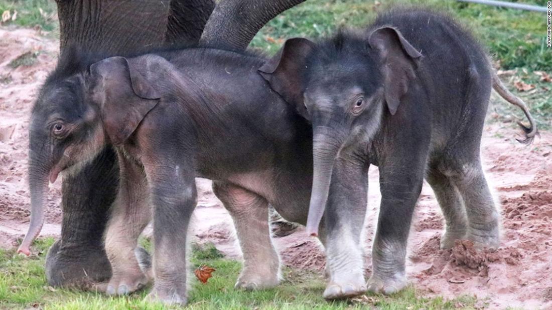 アジアゾウに「奇跡の双子」、動物園で赤ちゃん誕生 米ニューヨーク州