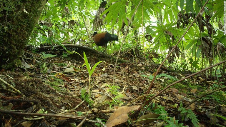 １４０年前に絶滅したと思われていた希少種のハトが、パプアニューギニアの森林で発見された/Doka Nason/American Bird Conservancy