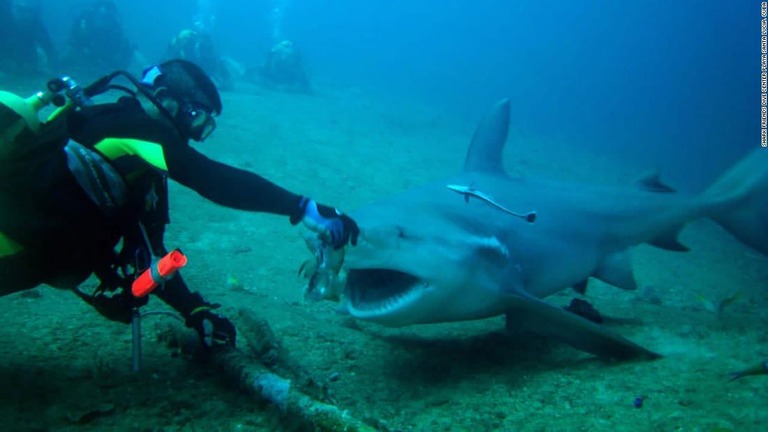 キューバで、サメを観光資源として活用しようとする取り組みが進んでいる/Shark Friends Dive Center Playa Santa Lucia, Cuba