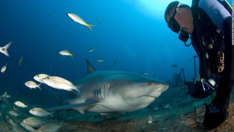 サメをすぐ目の前で見ることができる/Shark Friends Dive Center Playa Santa Lucia, Cuba