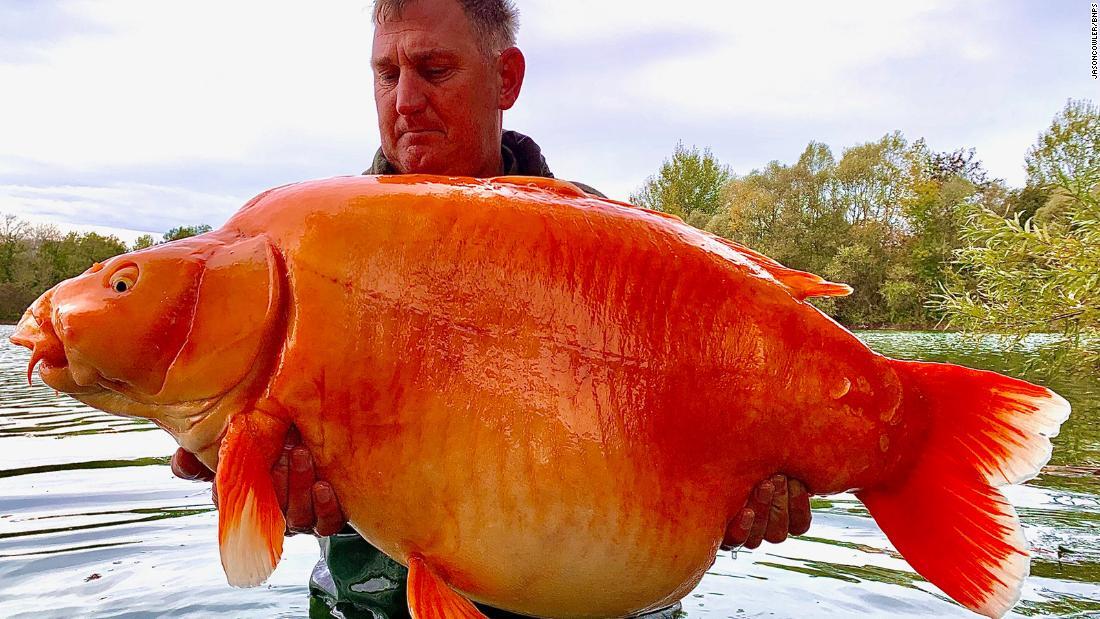 重さ３０キロの 巨大金魚 ２５分の格闘で釣り上げ フランス Cnn Co Jp