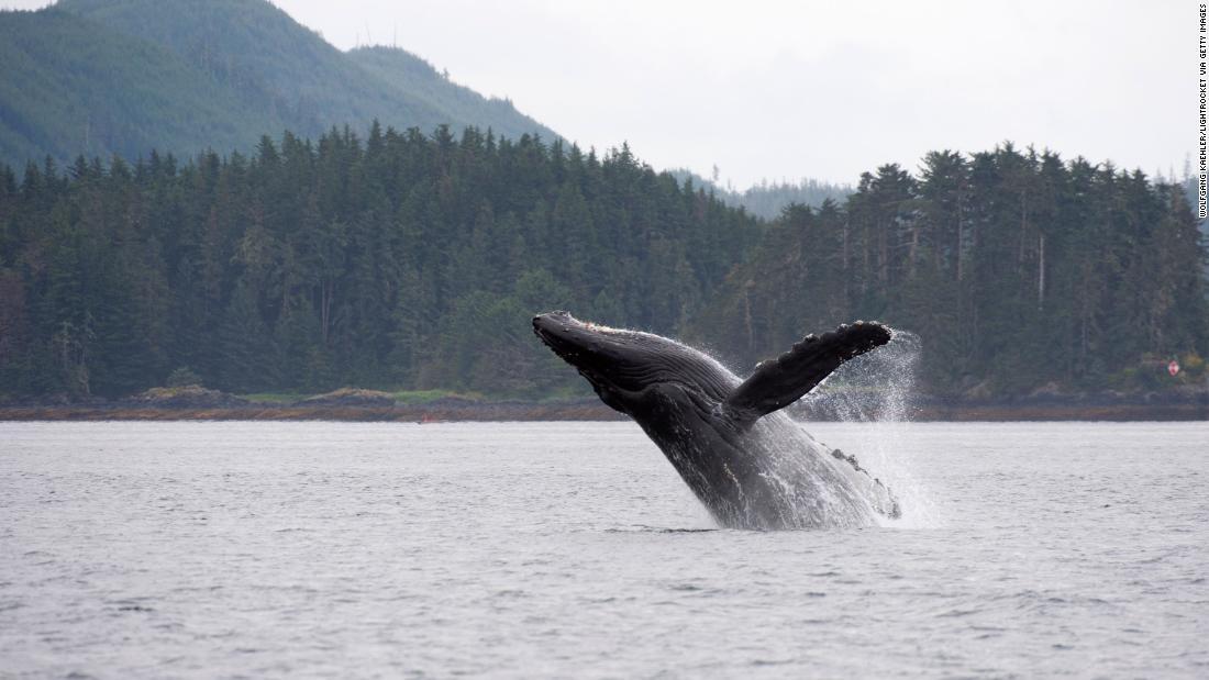 クジラが気候変動対策で重要な役割、炭素を貯蔵 米研究 - CNN.co.jp