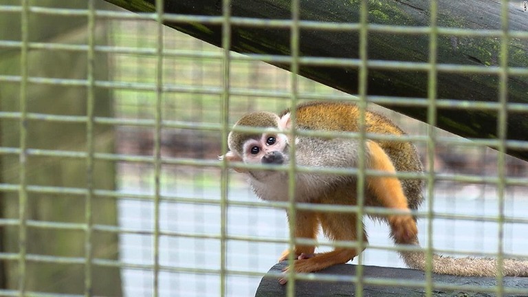 動物園からリスザル１２匹を盗み出した疑いで男が逮捕された/KATC