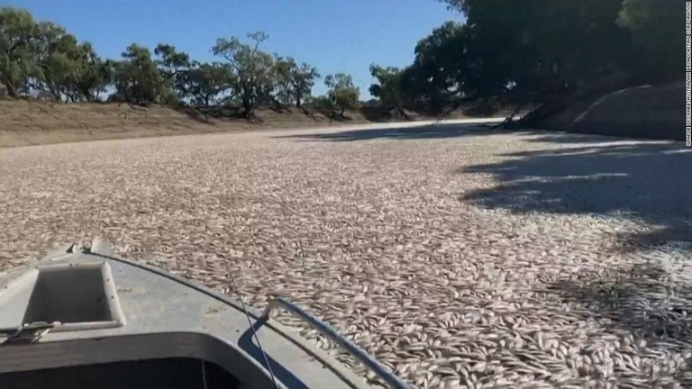 川に打ち上げられた魚の死骸。魚の大量死はオーストラリアを襲っている暑さに関係している/Graeme McCrabb/Australian Broadcasting Corporation