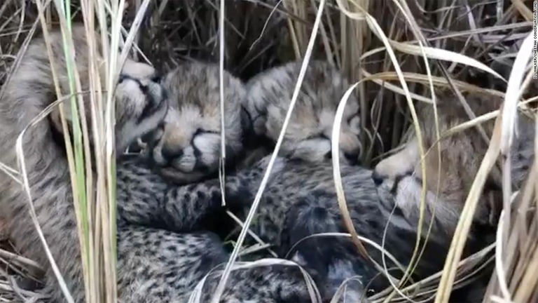 ２９日に公開された画像。クノ国立公園の４頭のチーター/Eli Walker/Cheetah Conservation Fund