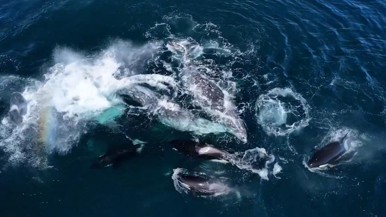 シャチの群れがコククジラを襲う様子/MONTEREY BAY WHALE WATCH