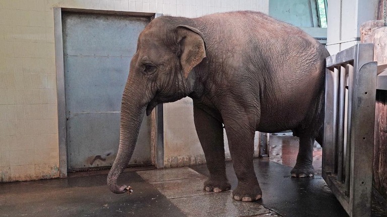 鼻を使ってバナナの皮をむく行動を習得したベルリン動物園のアジアゾウ「パンパ」/Lena Kaufmann