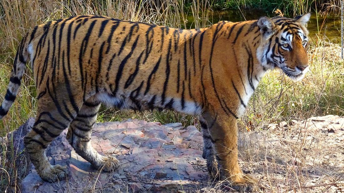 インドの野生のトラ蘇る、倍増以上も 保護活動の成果誇示 - CNN.co.jp