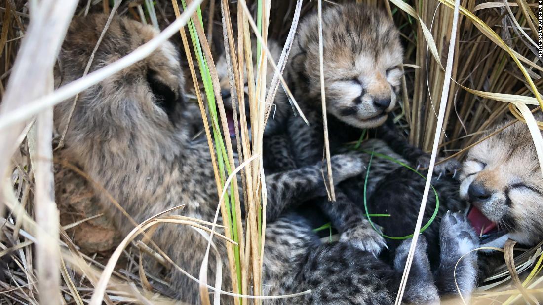 インドで生まれたチーターの赤ちゃん３匹が死ぬ、絶滅からの復活目指す取り組みに痛手 - CNN.co.jp