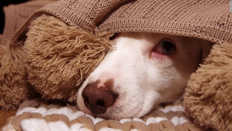 耳をブランケットの下に隠し、鼻先を突き出した犬/Shutterstock