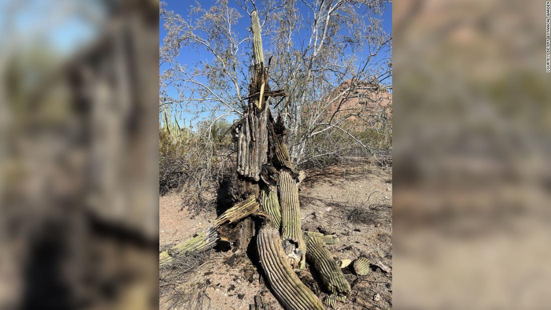 枯死したサボテン/Courtesy Desert Botanical Garden