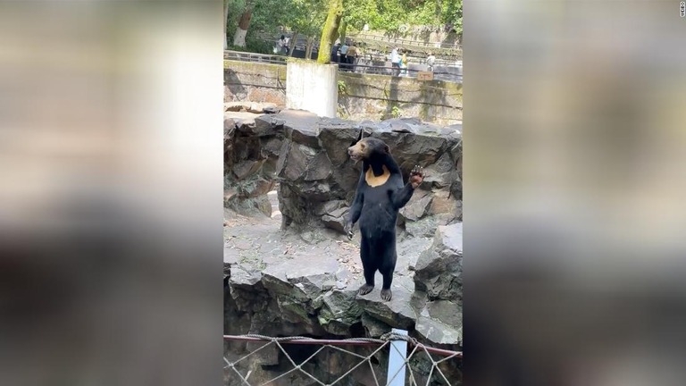 中国の動物園でマレーグマが後ろ足で直立した姿の動画が拡散した/Weibo